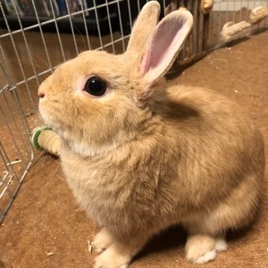 うさぎがエサ入れ 食器 を動かす うさぎさんとの幸せな日々